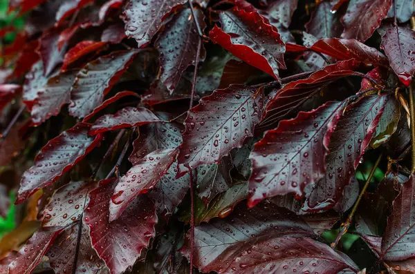Büyük damlalı parlak kırmızı ıslak yapraklar. Renkli yaprakların soyut dokusu, doğal yağmurlu arkaplan