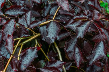 Küçük yağmur damlalarıyla kaplı kırmızı yapraklı dallar. Likidambaru 'nun ıslak kırmızı yaprakları. Bahar yağmuru içeriği