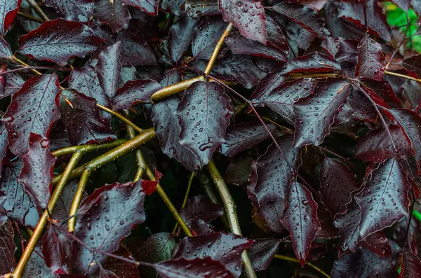 Küçük yağmur damlalarıyla kaplı kırmızı yapraklı dallar. Likidambaru 'nun ıslak kırmızı yaprakları. Bahar yağmuru içeriği