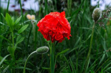 Kırmızı tarla gelinciği elmas yağmur damlalarıyla süslenmiş. Yeşil çimenler bulanık arkaplan. Seçici odaklanma. Parlak çiçekli yağmur ekranı