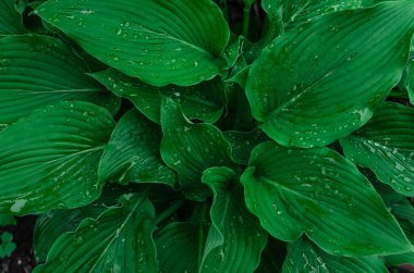 Büyük yeşil hosta yapraklarından akan yağmur damlaları. Üst Manzara. Doğal detaylar, ıslak doku. Yağmurlu içerik