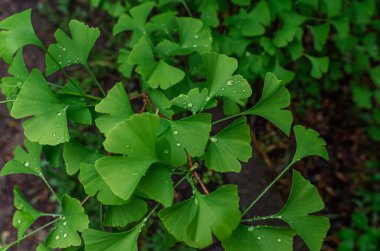 Taze açık yeşil yaprakların üzerinde yağmur damlaları olan Ginkgo biloba. İlaç fabrikası. Ginkgo biloba ile depresyon için çay