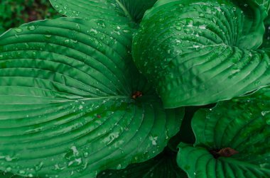 Yeşil Hostta yaprakları yağmur damlalarıyla birlikte görünüyor. Yeşil yapraklı desen, ıslak doku. Botanik temalar ve peyzaj tasarımı