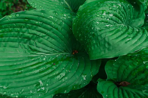 Yeşil Hostta yaprakları yağmur damlalarıyla birlikte görünüyor. Yeşil yapraklı desen, ıslak doku. Botanik temalar ve peyzaj tasarımı