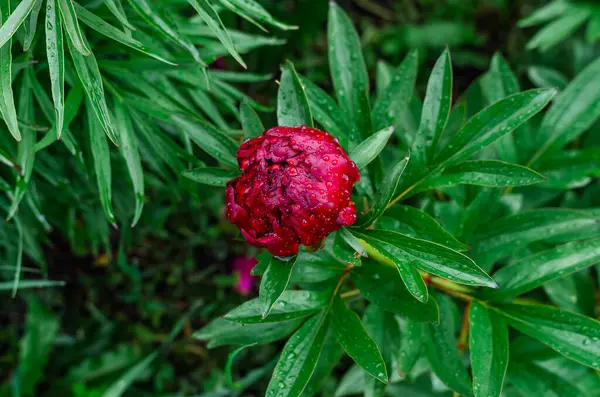 Yeşil yapraklı, yaprakları yağmur damlalarıyla kaplı narin yapraklı, işlenmemiş pembe şakayık tomurcuğu. Bulanık arkaplan