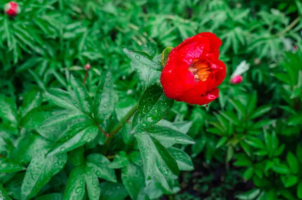 Yağmur damlalı kırmızı şakayık, baharın somut özü ve doğanın zengin paleti. Çiçek ve bahçıvan aşıkları seçimi