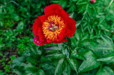 Yeşil çalıda kırmızı melez şakayığı. Büyük yaprakların arasında sarı bir merkez. Çiçek üstüne yağmur damlası. Bulanık arkaplan