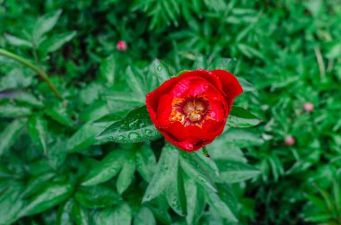 Yarı açık kırmızı melez şakayığı, yağmur damlaları, üst manzara. Bulanık yeşil yapraklar. Yağmurda çiçekler