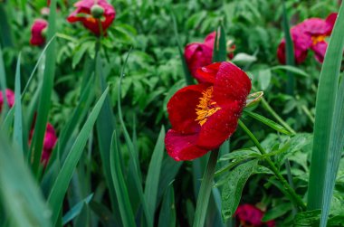 Yeşil çalıda kırmızı melez şakayığı. Büyük yaprakların arasında sarı bir merkez. Çiçek üstüne yağmur damlası. Bulanık arkaplan
