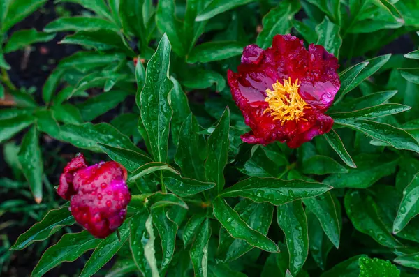 Sarı kabarık tüylü, zengin bir şakayık çiçeği. Çiçek ve tomurcukları yağmurdan sonra yeşil çalıların üzerinde görmek
