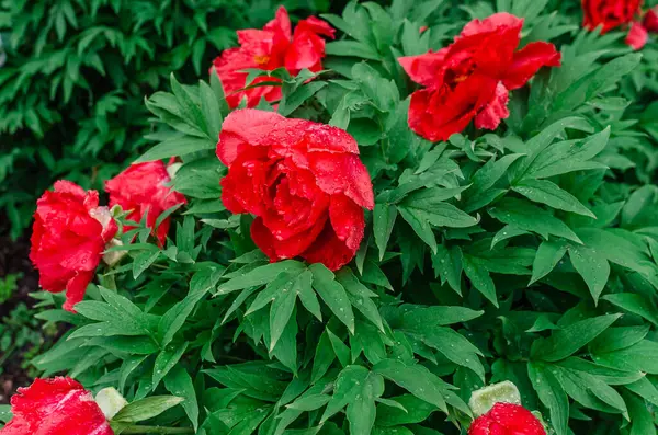 Kırmızı yemyeşil şakayık, genellikle Çin şakayığı, çalısı, bitkisel bitki olarak bilinir. Bahçe dekorasyonu, çiçekçinin seçimi.