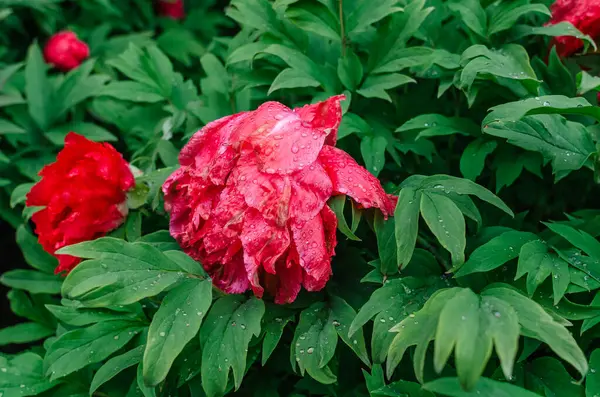 Yeşil yaprakların arasında solmuş kırmızı şakayıklar. Tedbirli ol. Doğanın mevsimselliği. Botanik