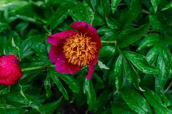 Sarı kabarık tüylü, parlak pembe şakayık çiçeği. Çiçek ve tomurcukları yağmurdan sonra yeşil çalıların üzerinde görmek