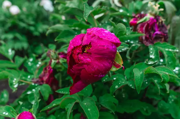 Yeşil yaprakların arasındaki yağmur damlalarında solmuş koyu pembe şakayık çiçekleri. Tedbirli ol. Doğanın mevsimselliği