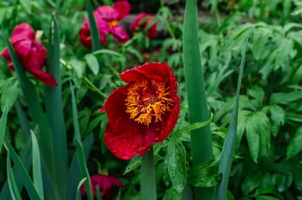 Sarı merkezli kırmızı şakayık çiçeği solmuş çiçeklere karşı yağmur damlaları. Doğanın mevsimselliği. Solma konsepti