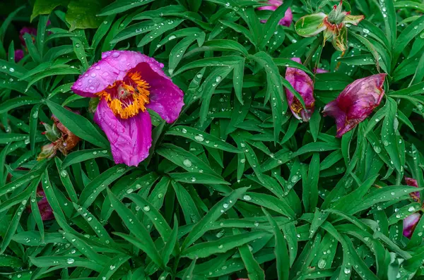 Sarı merkezli soluk pembe şakayıklar yeşil yaprakların arasında yağmur damlaları. Tedbirli ol. Doğanın mevsimselliği