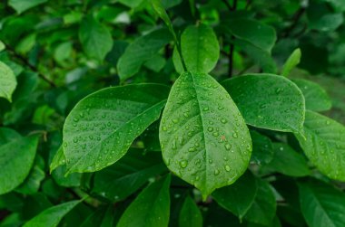 Yeşil manolya yaprağına yağmur damlası. Seçici odaklanma. Yay ekran koruyucu. Bahçe işlerinde büyüyen manolya