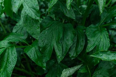 Yağmurdan sonra yeşil şakayık yapraklı soyut bir arka plan. Çalılıklarda ıslak yeşil şakayık yaprakları. Yağmurlu hava konsepti