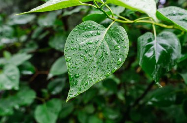 Yeşil leylak yaprağına yakın çekim. Yaz bahçesinde arka planda yağmur damlaları var. Bitkiler için yağmur önemi