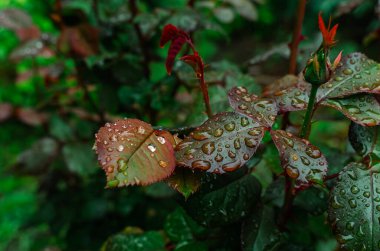 Gül yapraklarındaki yağmur damlaları kırmızı ve yeşil renkleri ve açılmamış küçük tomurcukları gösteriyor. Tazelik ve bekaret kavramı