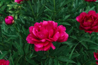 Tüylü, zengin, pembe şakayık çiçekleri ve yağmurdan sonra yeşil çalılarda tomurcuklanıyor. Yan görüş. Çiçeklerin inanılmaz fotoğrafı, resim gibi.