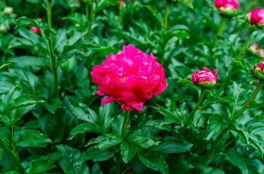 Sarı tüylü, parlak pembe şakayık çiçekleri. Çiçekler ve tomurcuklar yağmurdan sonra yeşil çalıların üzerinde. Yan görüş. Melez türleri