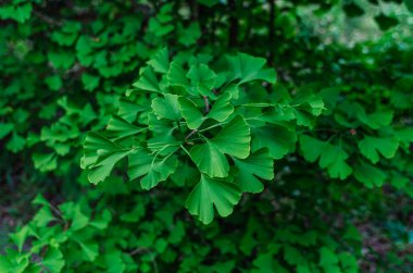 Açık yeşil yapraklı, parlak Ginkgo biloba dalının ayrıntıları. Arka plan bulanık. Ginkgo biloba ile depresyon tedavisi