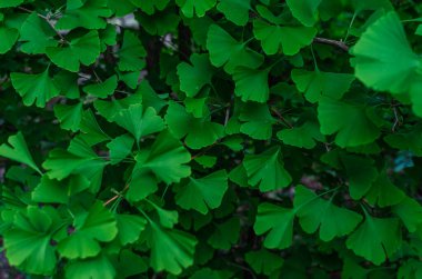 Açık yeşil yapraklı parlak ginkgo biloba dalları. İlaç fabrikası. Ginkgo biloba ile depresyon için çay
