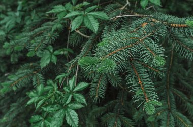 Baharda yabani üzüm yapraklarıyla sarmalanmış yeşil ladin iğneleri. Kozalaklı arka plan. Kozalaklı tasarım için fikir