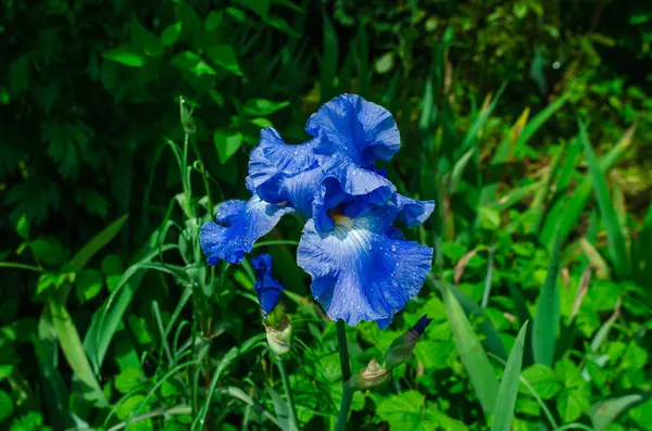 Parlak mavi çiçek açan süsen çiçekleri ve yağmur damlaları. Doğal bulanık arka plan. Yazı tanımlayan resim, Haziran