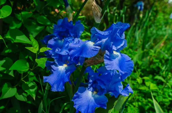 Üzerinde yağmur damlaları olan mavi çiçek açan göz. Çiçek tarlasının doğal bulanık arka planı. Haziran 'ı tanımlayan bir resim. Kapat.