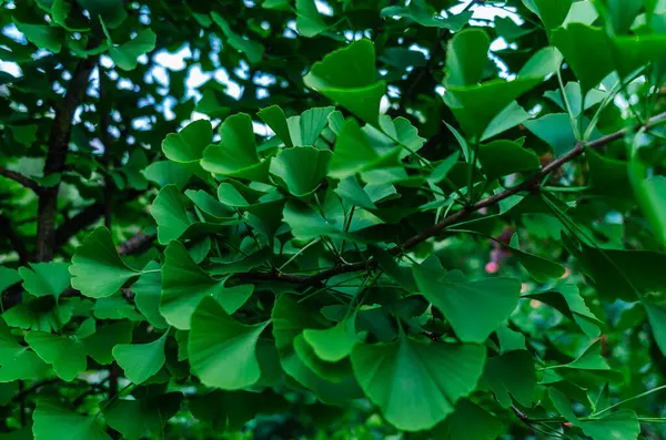 Ginkgo biloba 'dan taze yeşil yapraklar (Ginkgo Biloba). İlaç fabrikası. Depresyon tedavisi, bunama. Gökyüzü arkaplanı
