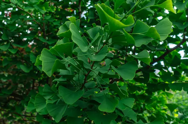 İlkbaharda Ginkgo biloba yaprakları (Ginkgo biloba) dalı. İlaç, çay, yaşlanma önleyici ilaç. Homeopati, ilaveler. Bulanık arkaplan