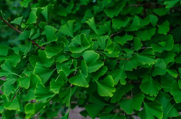 Bahar zamanı Ginkgo biloba yaprağı arkaplanı (Ginkgo biloba). İlaç, çay, yaşlanma önleyici ilaç. Homeopati, takviyeler
