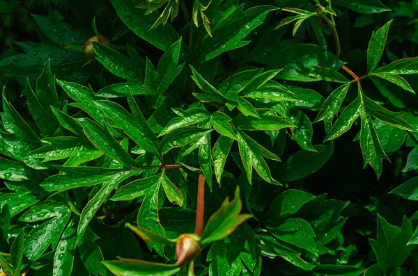 Yağmurdan sonra yakın plan yeşil şakayık yaprakları. Herhangi bir projeye doğal temas için görüntü. Yağmurlu doğa geçmişi. Seçici odak