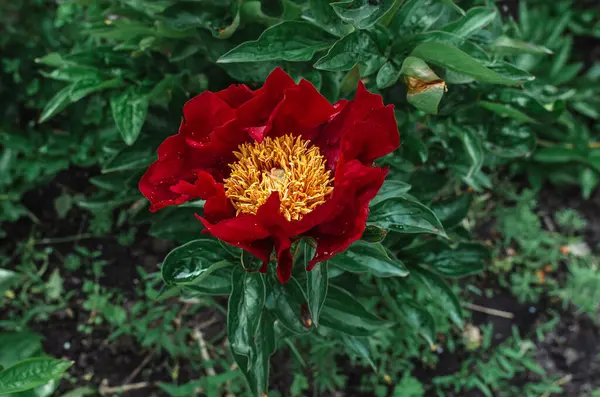 Kırmızı melez şakayık çiçekleri, yağmur damlaları, üst manzara. Bulanık yeşil yapraklar. Yağmur altında çiçekler