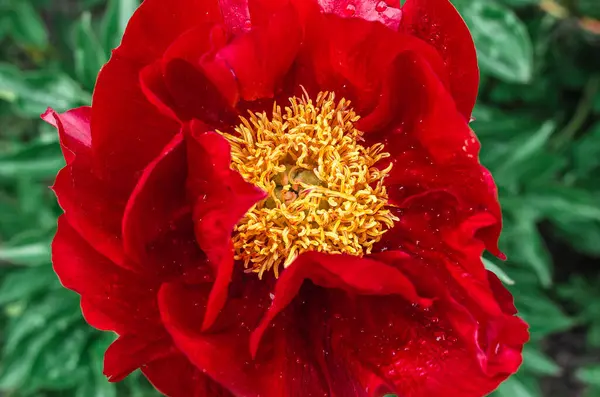 Sarı merkezli kırmızı şakayıklı makro ve yağmur damlalı karamelli makarna. Çiçek ve bahçıvan aşıkları seçimi. Botanik