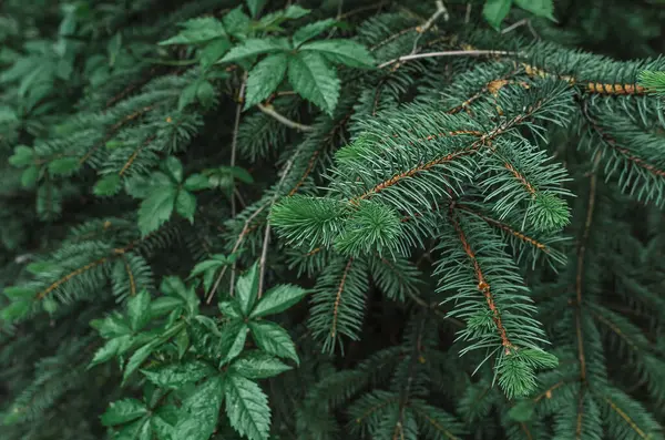 Baharda yabani üzüm yapraklarıyla sarmalanmış yeşil ladin iğneleri. Kozalaklı arka plan. Kozalaklı tasarım için fikir