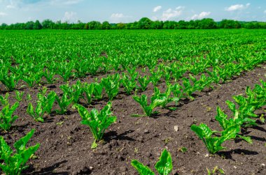 Yeşil pancar sıraları. Tarlada sıralanmış şeker pancarları, ufukta gökyüzü olan ağaçlardan oluşan tepeler. Odaklan.