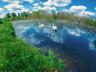 Yetişkin kuğu ebeveynler mavi gölde beyaz bulutlu gökyüzünün yansıdığı kuğu yavrularıyla birlikte yüzerler. Kuğularla resmedilmiş manzara