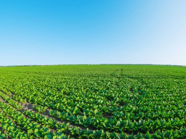Sahadaki yeşil pancar bitkilerinin perspektif fotoğrafı. Yaz tarlasında yeşil lahanalar. Güneş ışınları bitkileri aydınlatır