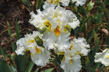 Sarı merkezli beyaz iris çiçeğinin üzerine yağmur damlaları. Iris 'in yüksek kaliteli makro fotoğrafı. Çiçek ekran koruyucu
