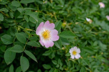 Çalılıklarda pembe gül çiçeği. Sonbaharda kırmızı meyvelerin yetiştiği gül ağacı (Rosa canina). İlaç fabrikası. Kapat.