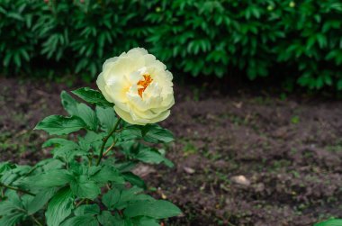 Yellow hybrid peony flower (Ito hybrids) with orange center. Yellow interspecific peony hybrids. Blurred flowerbed background