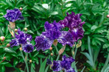 Blue and purple colored blooming irises. Natural blurred background of flowerbed. Image characterizing summer