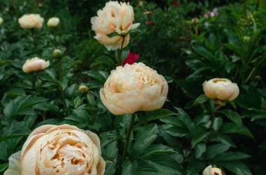 Creamy beige hybrid peony flower with fluffy petals. Cream interspecific peony hybrids. Garden treasure, lflorist's choice