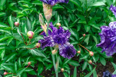 Blue colored blooming irises. Natural blurred background of flowerbed. Image characterizing summer, June. Close-up