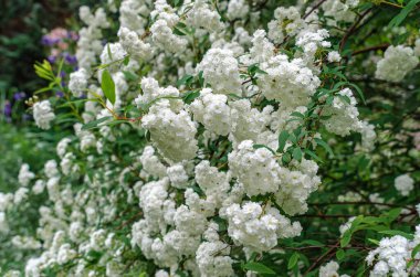 Küçük beyaz spirea çiçekleri (Latin Spiraea vanhouttei). Peyzaj tasarımında yaprak döken süs çalısı