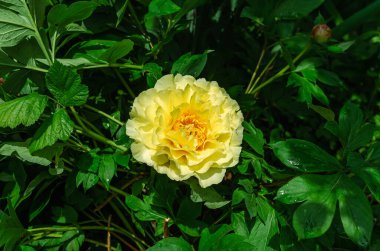 Yellow hybrid peony flower (Ito hybrids). Yellow interspecific peony hybrids. Garden treasure, landscape designers' choice