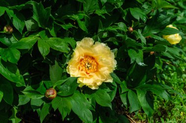 Yellow hybrid peony flower (Ito hybrids) with orange center. Yellow interspecific peony hybrids. Garden treasure, landscape designer's choice